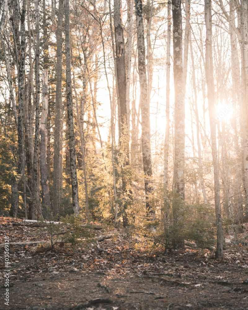 Obraz premium Forest