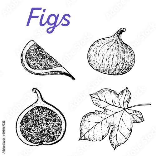 Fig hand drawn vector illustration. Fig sketch. Vector illustration. Black and white.
