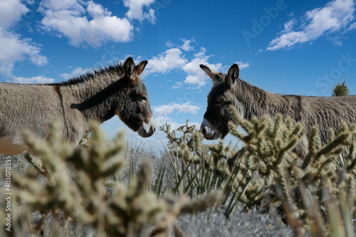 Wild Burros at Red Rock Can...