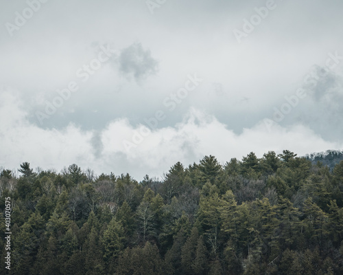 Cloudy Forest