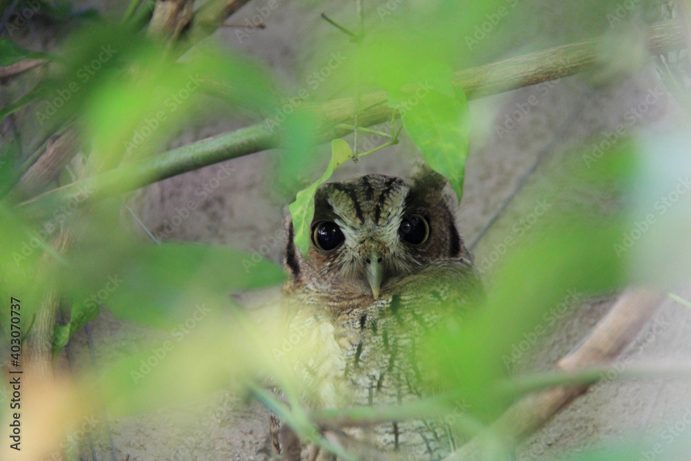 Fototapeta premium Little owl hiding in a tree, looking at the camera with fear.