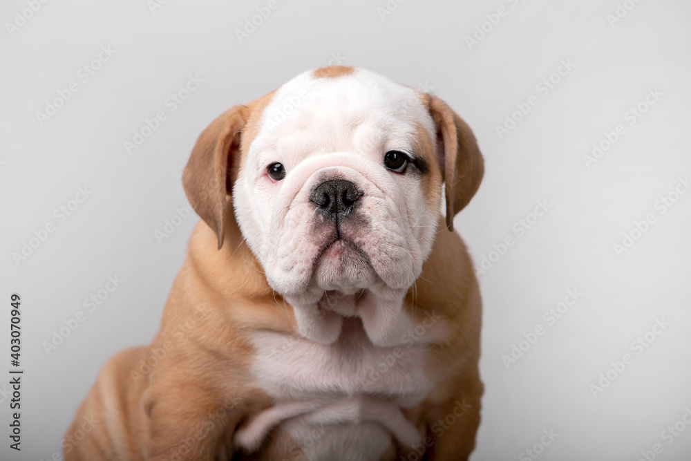 Small english bulldog puppy on a white background