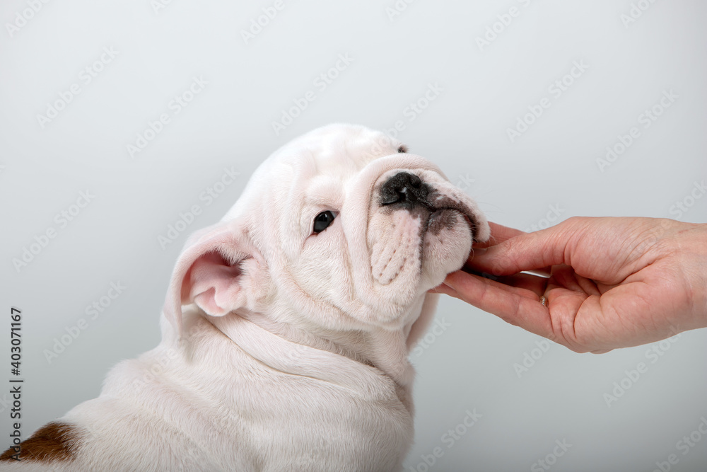 Small english bulldog puppy on a white background