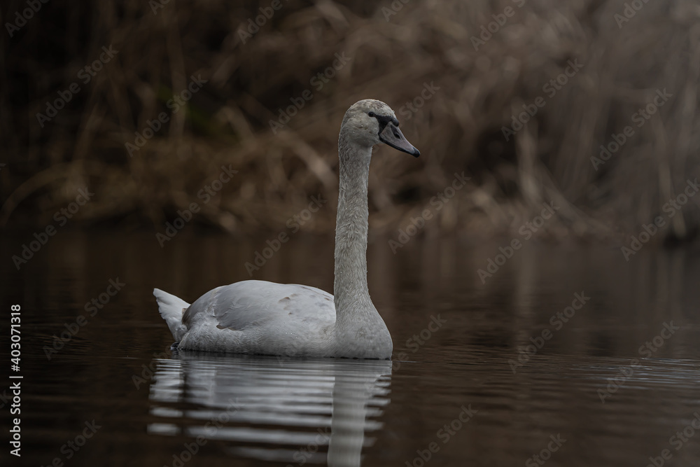 mute swan