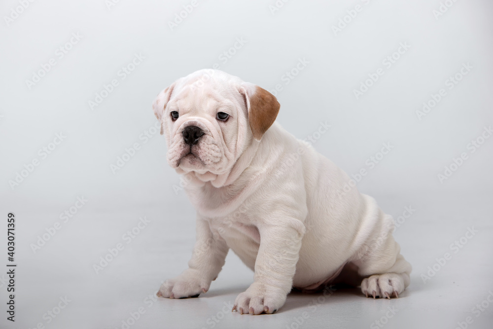 Small english bulldog puppy on a white background Small english bulldog puppy on a white background