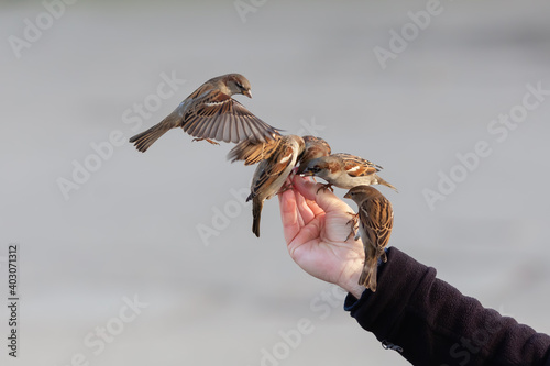 man's hand feeds birds in winter