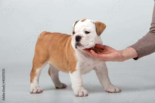 Small puppies of breed English Bulldog on a white background