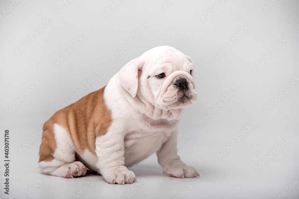 Small puppies of breed English Bulldog on a white background