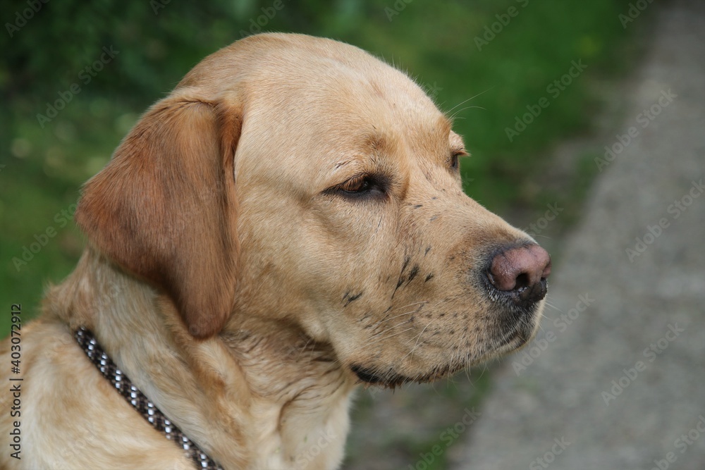 Close-up of a labrador retriever with light brown fur. Close-up of a labrador retriever with light brown fur.