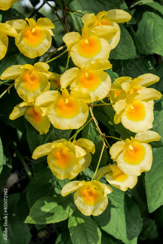 Lindley's Dendrobium (Dendrobium lindleyi) in greenhouse