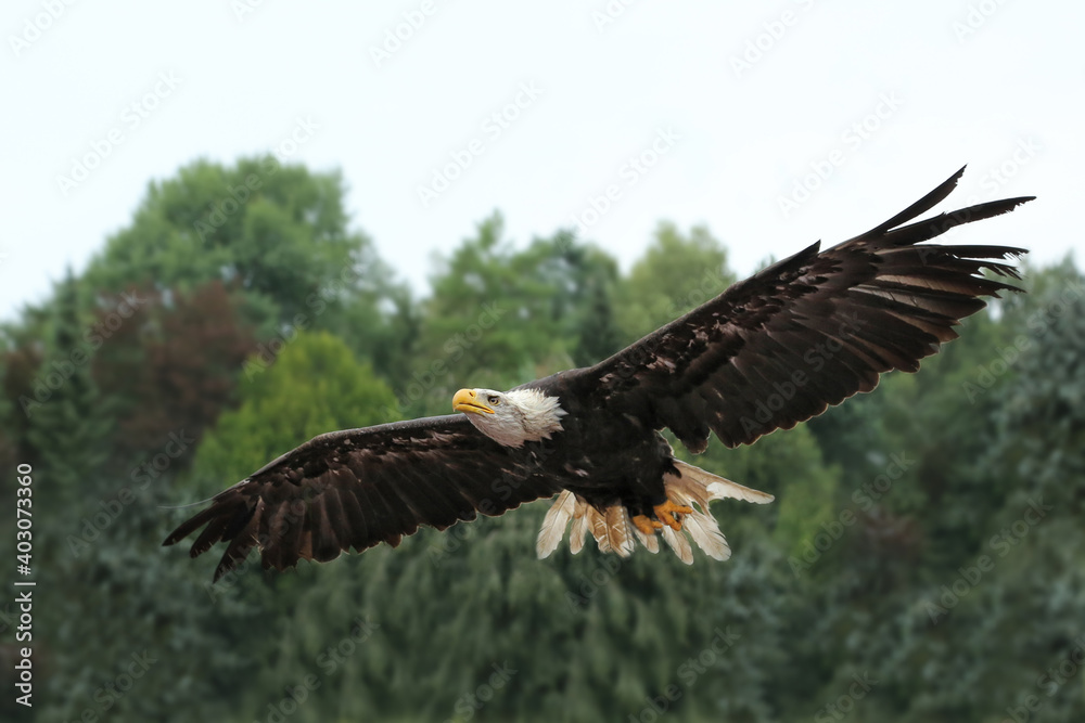 Weißkopfseeadler im Flug, Hintergrund Bäume und Himmel, Haliaeetus leucocephalus Weißkopfseeadler im Flug, Hintergrund Bäume und Himmel, Haliaeetus leucocephalus