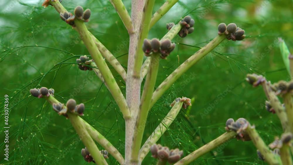 Close-up, small plants on the leaves of succulent plant Kalanchoe tubiflora, reproduction. Motorized dolly slider shot. Close-up, small plants on the leaves of succulent plant Kalanchoe tubiflora, reproduction. Motorized dolly slider shot.