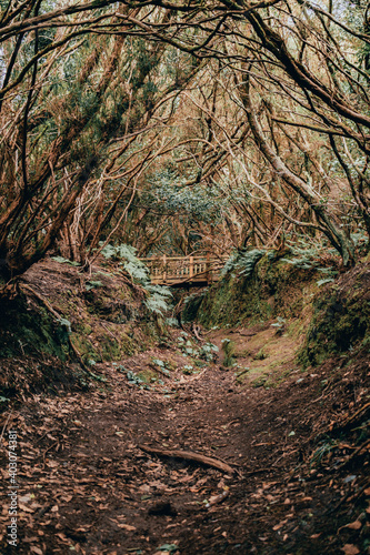 Bridge in the middle of a forest path