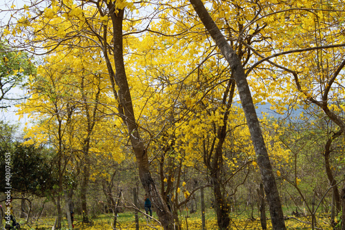 yellow nature