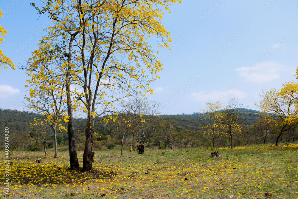 Fototapeta premium superfoto