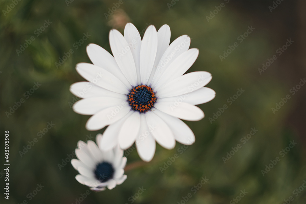 Fototapeta premium two white 