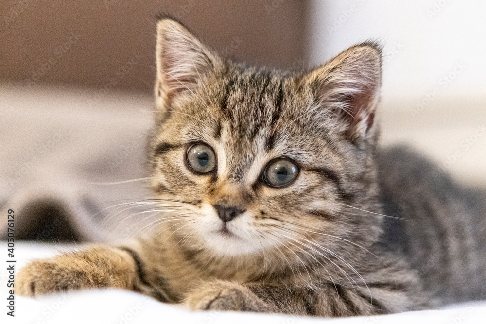 Portrait of a cute little kitten lying on the bed at home Portrait of a cute little kitten lying on the bed at home