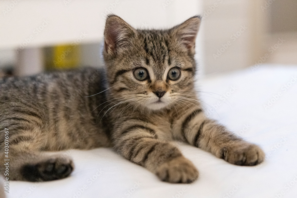 Portrait of a cute little kitten lying on the bed  at home