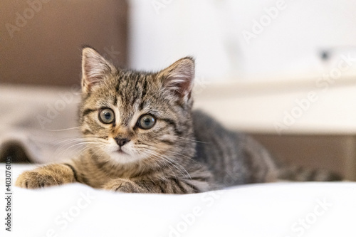 Portrait of a cute little kitten lying on the bed at home