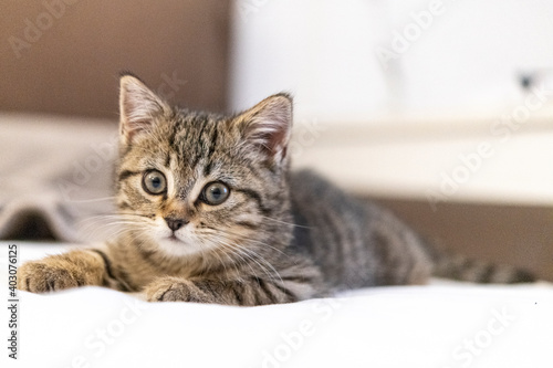 Portrait of a cute little kitten lying on the bed at home