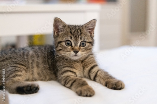 Portrait of a cute little kitten lying on the bed at home