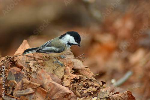 Chickadee searching for food in dried leaves © Hannah