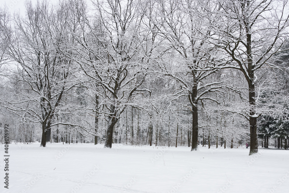 Winter nature. Different trees in the snow. Winter nature. Different trees in the snow.