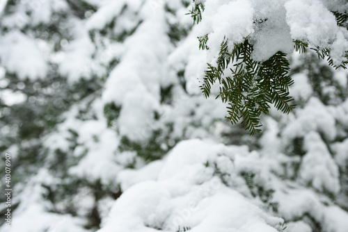 Spruce branches in the snow. Winter needles with a blurred background.