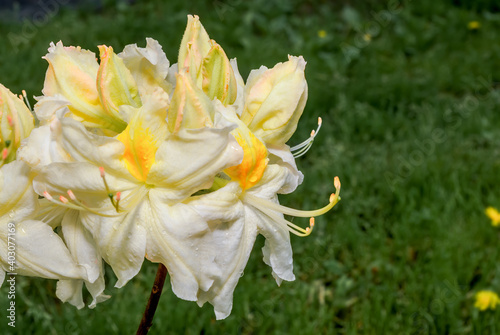 Azalea Mollis Hybrid  Oxydol   Rhododendron x mollis  in garden