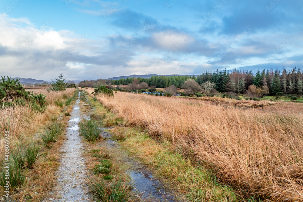 The way to Tullyard wood by Ardara in County Donegal - Ireland The way to Tullyard wood by Ardara in County Donegal - Ireland