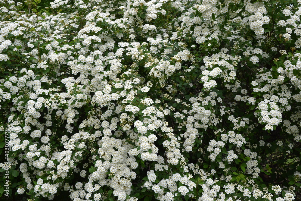 Spiraea thunbergii blooming bush. White flowers background. Shrub branches in white blossom. Beautiful summer nature. Spiraea thunbergii blooming bush. White flowers background. Shrub branches in white blossom. Beautiful summer nature.