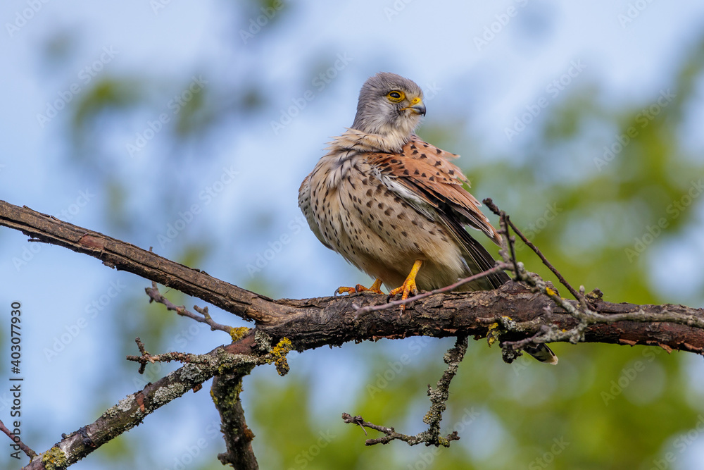 Turmfalke (Falco tinnunculus) Männchen bei der Gefiederpflege
