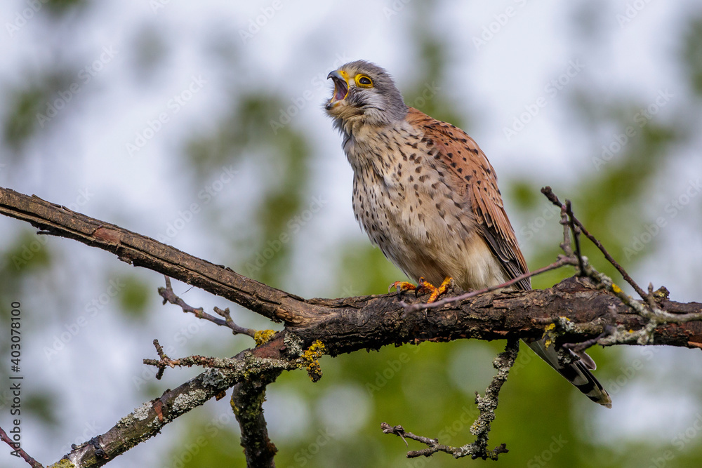 Turmfalke (Falco tinnunculus) Männchen bei der Gefiederpflege Turmfalke (Falco tinnunculus) Männchen bei der Gefiederpflege