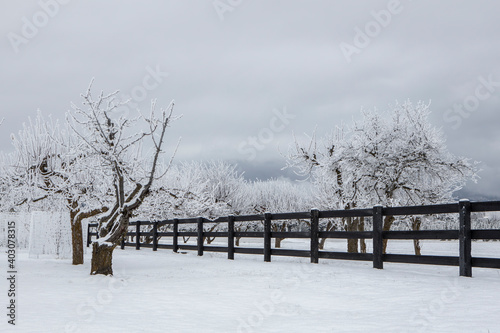 Orchard in the winter
