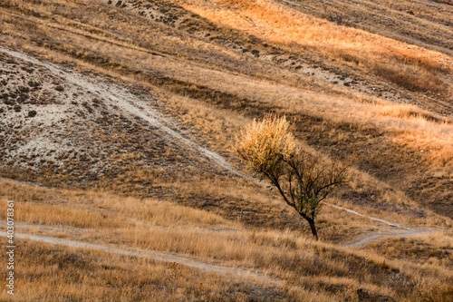 wheat field in autumn
