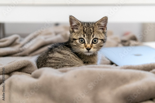 Portrait of a cute little kitten sitting in soft blanket on the bed at home