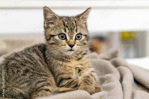 Portrait of a cute little kitten lying in soft blanket on the bed at home