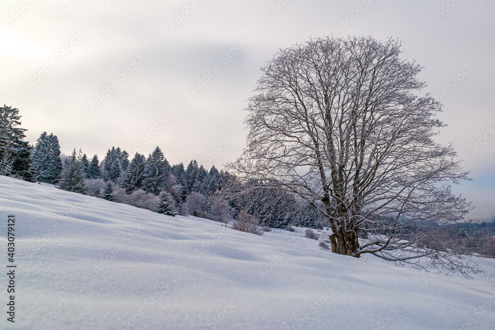 Allgäu - Winter - Baum - Schnee - malerisch