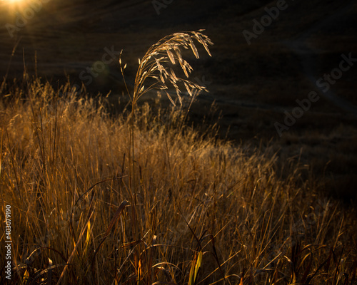 sunset over the field