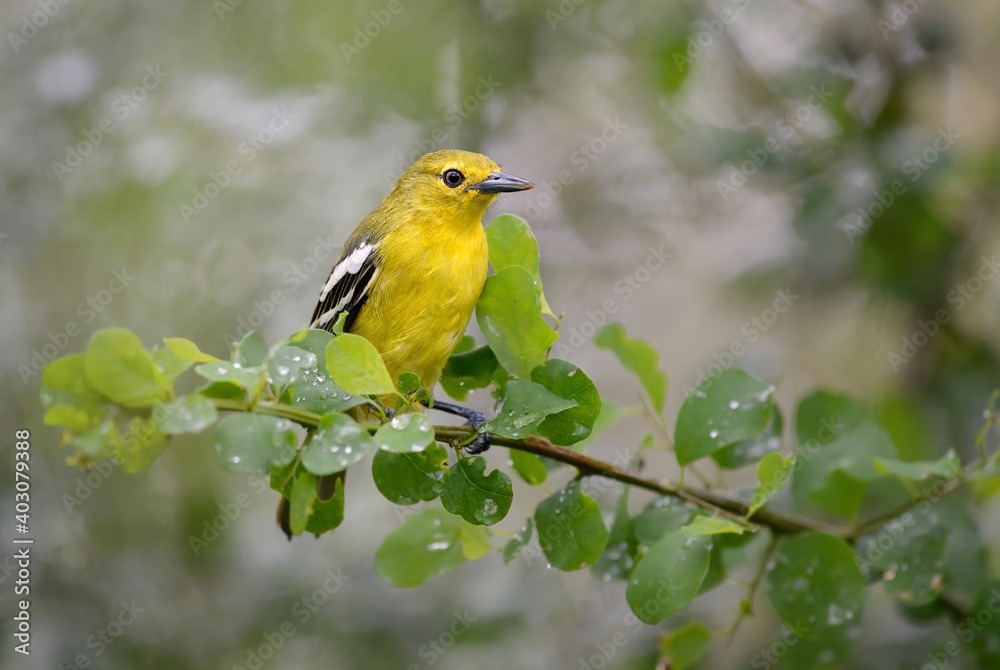 Common Iora - Aegithina tiphia, beautiful colored perching bird from Asian forests and woodlands, Sri Lanka.
