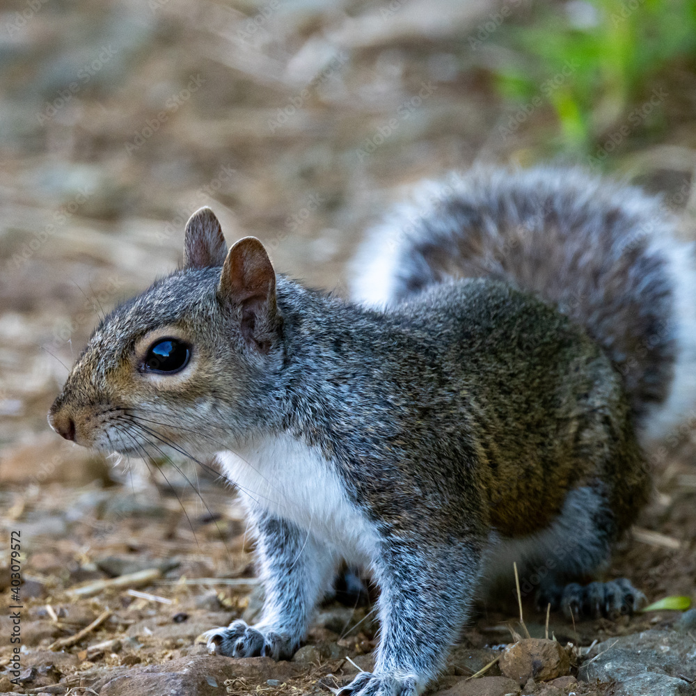 Grey Squirrel (Sciurus carolinensis) pictured on the ground