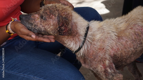 a mistreated dog that was rescued in Mindelo, on the island Sao Vicente, Cabo Verde