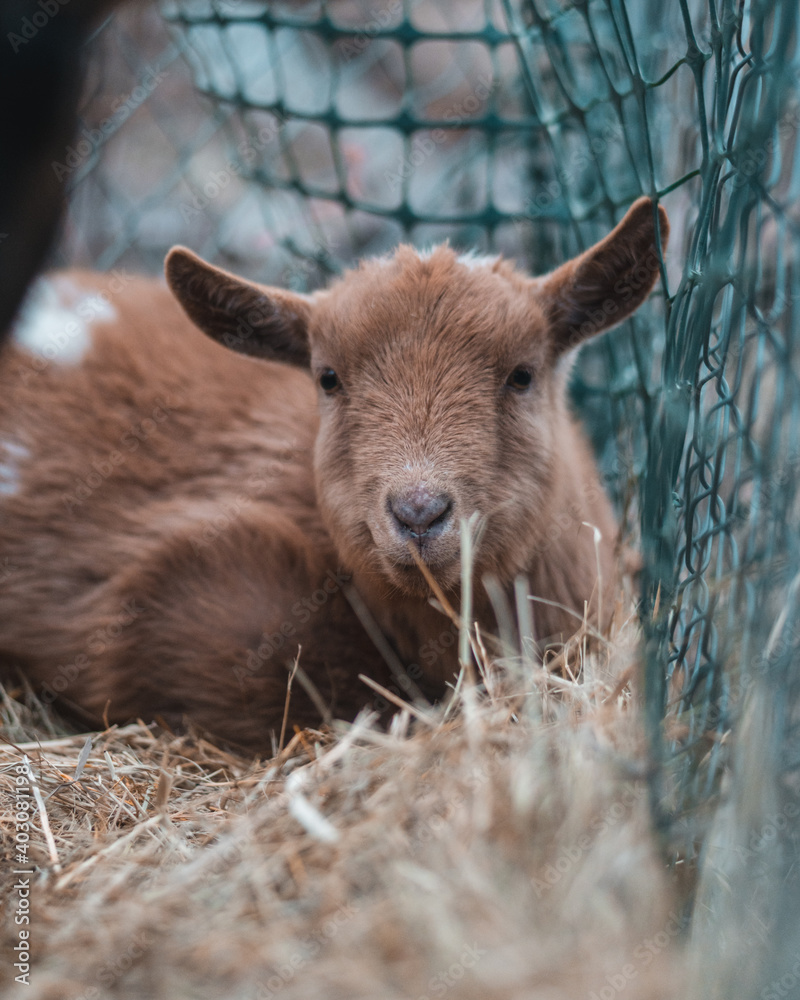 Fototapeta premium Goat