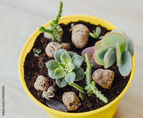 Succulents and cacti in yellow pot.