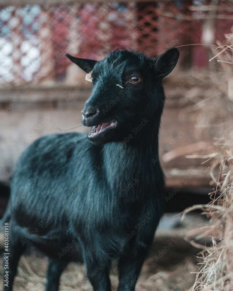 Fototapeta premium Goat