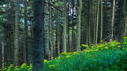 Lots of mountainous flowers blooming in a spruce forest. Spring season in Ceahlau Mountains  Carpathia  Romania.