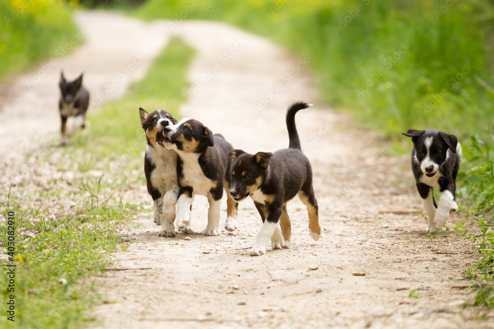 adorable pack of young border collie puppies playing on a dirt path surrounded by green grass in the summer