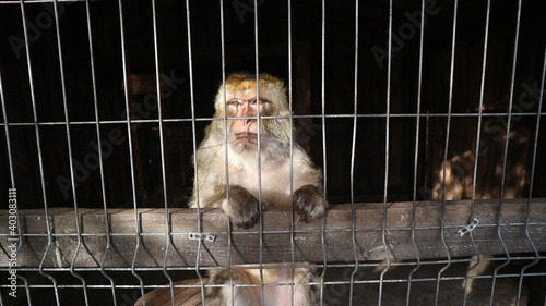  Japanese snow monkey Magot in a zoo cage