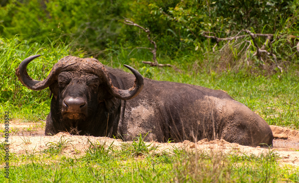 Closeup view of a big African buffalo (cape buffalo, syncerus caffer), South Africa Closeup view of a big African buffalo (cape buffalo, syncerus caffer), South Africa
