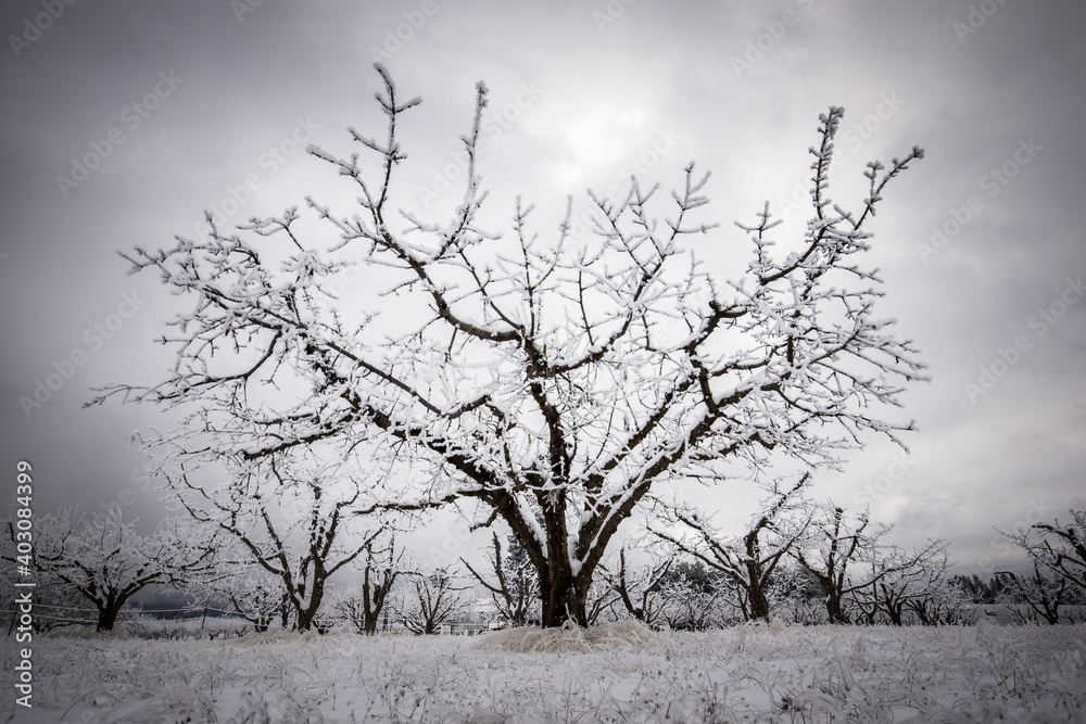 Fototapeta premium Barren tree covered in frost in winter.
